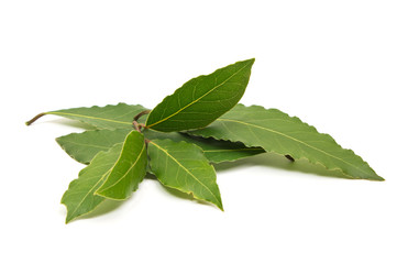 Obraz premium Fresh Bay Leaves branch isolated on white background