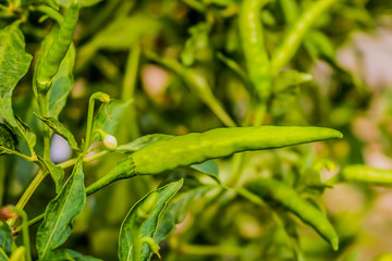 green young peppers