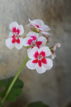 Géranium rose et blanc 