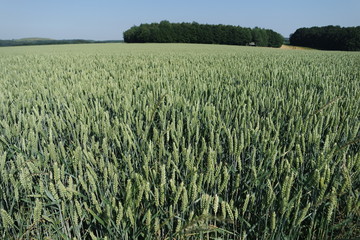 viele Getreidehalme