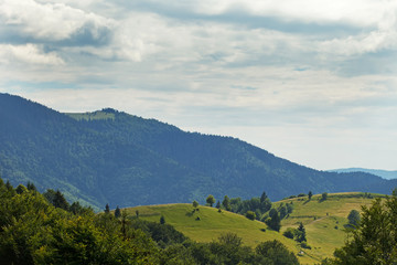Carpathian forest. Sunny day in Ukraine