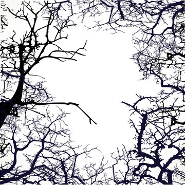 Frame from silhouettes of bare branches of trees