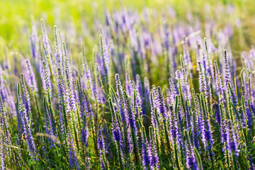 closeup violet flowers