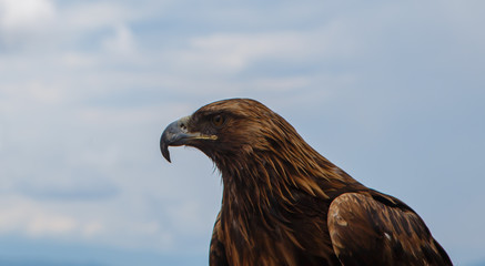the profile of an eagle on a background of blue sky and clouds