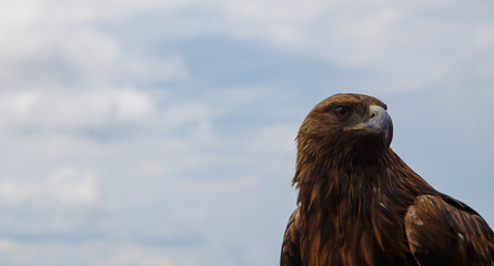 the profile of an eagle on a background of blue sky and clouds