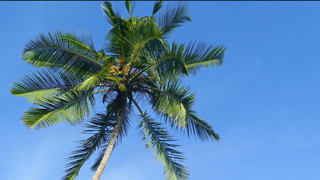 branches of coconut palm against blue sky
