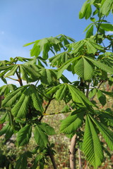 Horse-chestnut (Aesculus hippocastanum) fresh spring leaves against a blue sky in the garden