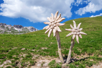Edelweiss Skulptur in den Allgäuer Alpen