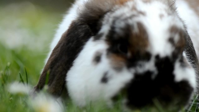kleines widderkaninchen hase frisst wiese

