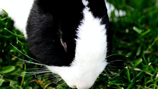 schwarz weisser hase frist frisches gruenes gras
