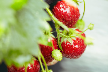 Strawberry plant in a pot, from above.