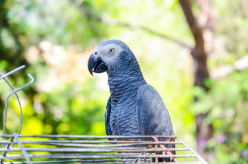 Parrot sitting on the cage