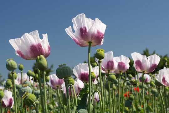 White opium poppy field