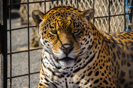 Portrait leopardess in the eye