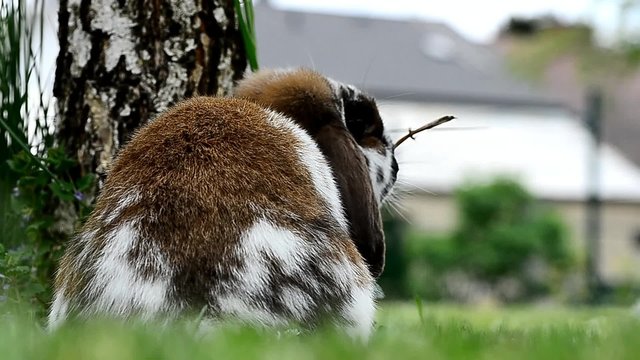 zwei hasen hoppeln herum
