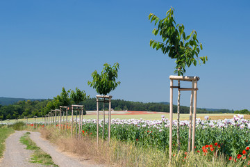 Rural road and opium poppy field.