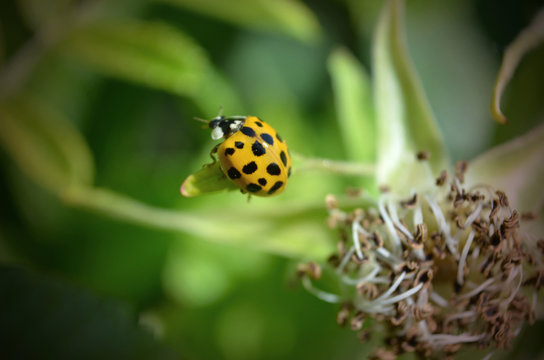 lady bug on a leaf