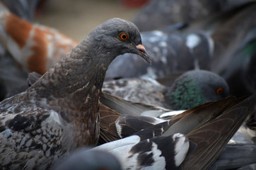 pigeons 