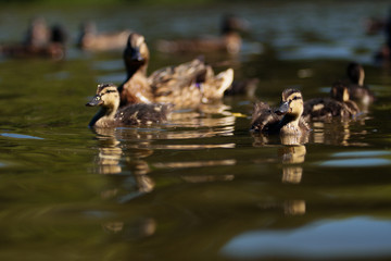Ducklings with mother!
