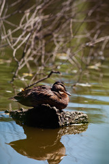Duck resting!
