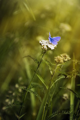 Copper-butterfly.