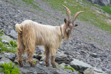 Mountain goat