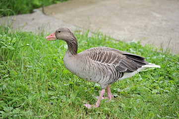 grey wild goose goes through the grass