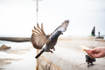 The hand of man is feeding white bread pigeon in flight