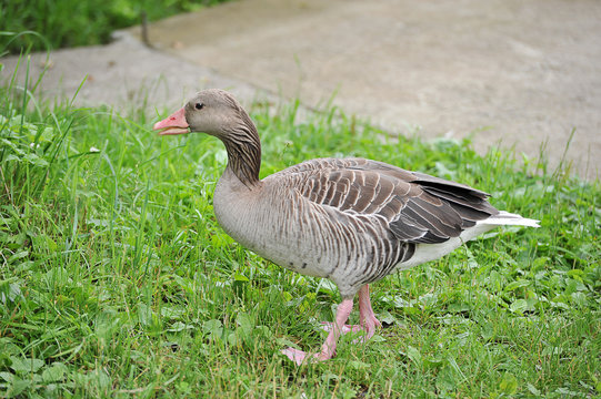 grey wild goose goes through the grass