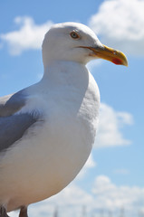 Möwe an der Nordsee