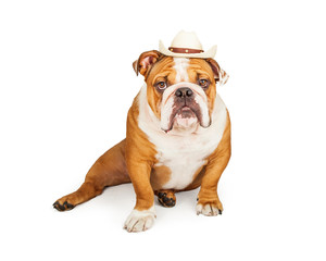 Western Cowboy English Bulldog