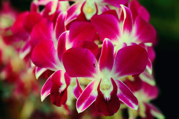 Fototapeta na wymiar red maroon flowers orchid macro green background