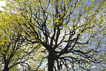 abstract background with branches of lime trees with blooming fo