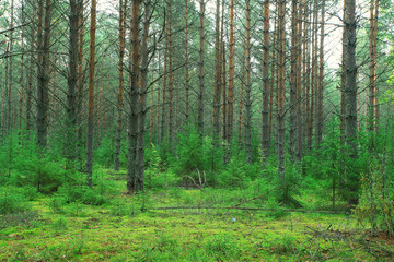 Fototapeta na wymiar Summer dense forest landscape