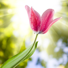 Obraz premium Image of beautiful flower