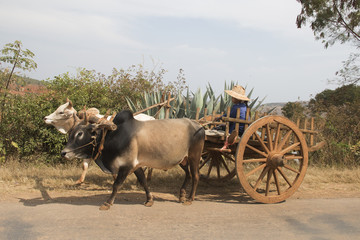 Pair of bullock pull a hand made wooden cart in the country.Myanmar © hberal