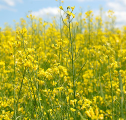 Obraz premium Blossoming field
