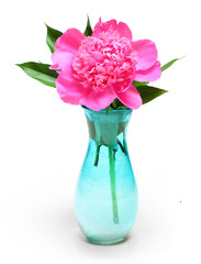 The Common Peony (Paeonia officinalis) is used in convulsions and spasmodic nervous affections,...