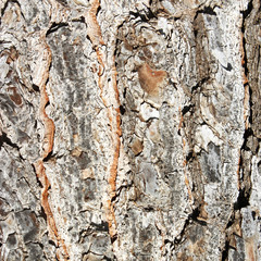 pine trunk texture