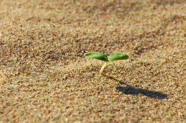 Green plant growing among the sand