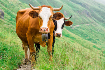 Two cows in a mountain pasture