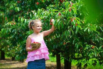 Cute girl  picks a cherry from a tree in cherry garden