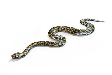 Fototapeta premium Anacondas snake on a white background.