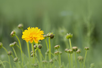 yellow flower
