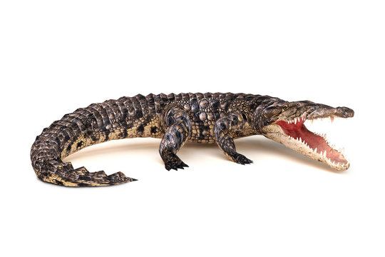 Crocodile in aggressive stance isolated on a white background.