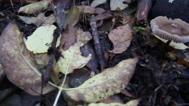 sottobosco foglie in stagione autunnale
