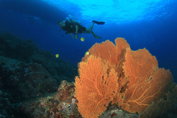 Fototapeta na wymiar Scuba diving on coral reef underwater with fish