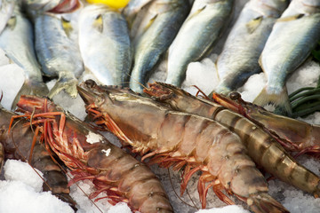 Fototapeta premium Big shrimp