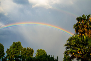 Real rainbow with cloud, grey sky and palm trees