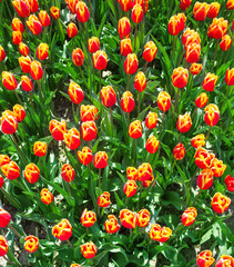 Close view from top of orange tulips in summer